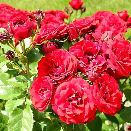 Eva Maria 公寓 马尔贝格