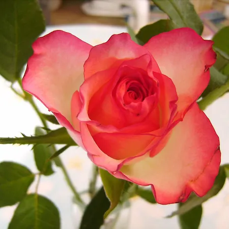 Eva Maria Apartamento *